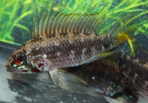 DWARF CICHLID PERSONATA