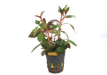 Ludwigia repens diamond red in pot (p5)