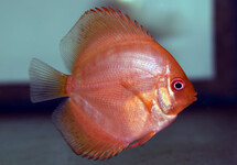 DISCUS  RED