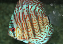 DISCUS ROOD TURQUOISE