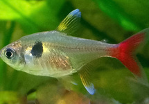 GOLDEN PHANTOM TETRA