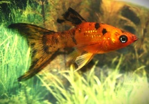 MOLLY CALICO LONGFIN