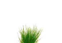 Eleocharis acicularis in pot (p5)