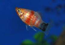 PLATY BLEEDING HEART MICKEY