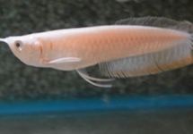 ZILVEREN AROWANA ALBINO