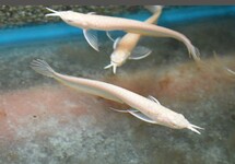 ZILVEREN AROWANA ALBINO