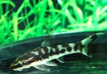 ZEBRA OTO