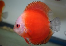 Discus Azië