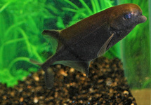 ELEPHANTNOSE FISH PAUGYI