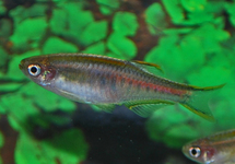 DANIO CHOPRAI