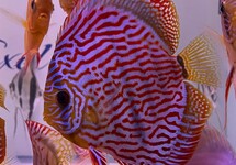 DISCUS ROOD TURQUOISE