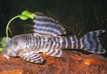 L226 IQUITOS TIGER PLECO