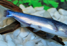 BABY WHALE CATFISH