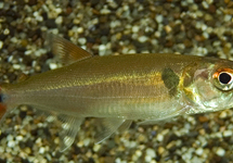 RED-TAILED BARRACUDA TETRA