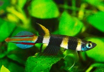 BANDED PANCHAX