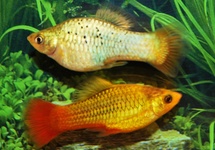 PLATY VARIATUS VERT