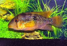 PEARL CICHLID