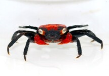 VAMPIRE CRAB RED