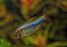 TETRA WADAI