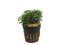 Limnophila sessiliflora in pot (p5)