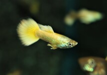 GUPPY NEON GOLD MALE