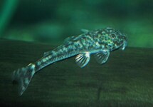 LDA025 PITBULL PLECO