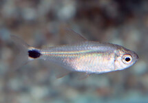 TETRA RIO ARIPUANA