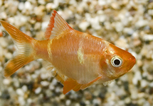 TIGER BARB ALBINO