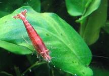 RED CHERRY SHRIMP