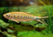 DANIO BAKERI