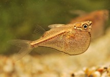 BLACKWING HATCHETFISH