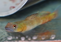 ORANJE GEBANDE GOBY