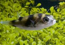 AMAZON PUFFER