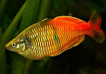 HARLEKIN-REGENBOGENFISCH