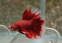 BETTA ROSETAIL RED MALE