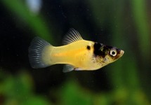 PLATY BUMBLE BEE