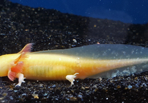 AXOLOTL GOUD