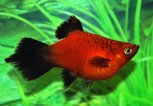 PLATY CORAIL ROUGE WAGTAIL SPITZ