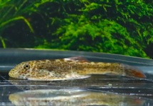 RED FINNED HILLSTREAM LOACH