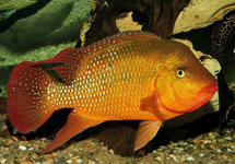 RED TERROR CICHLIDE