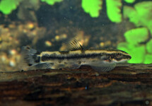 PANDA GOBY 