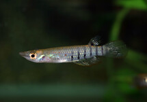 STRIPED PANCHAX  