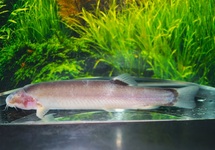 BLIND CAVE LOACH