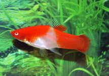 ZWAARDDRAGER KOI RED EYE