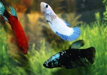 BETTA PLAKAT FANCY FEMALE