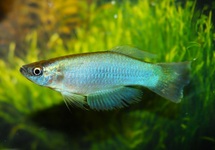 LEUCHTAUGENFISCH SIMILIS KUMBA