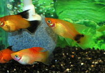 PLATY HIGHFIN ASSORTIS