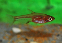 RASBORA AXELRODI NEON ROOD