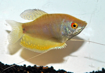 GOURAMI OPAL