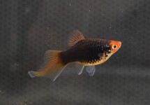 PLATY PENSEEL MIX